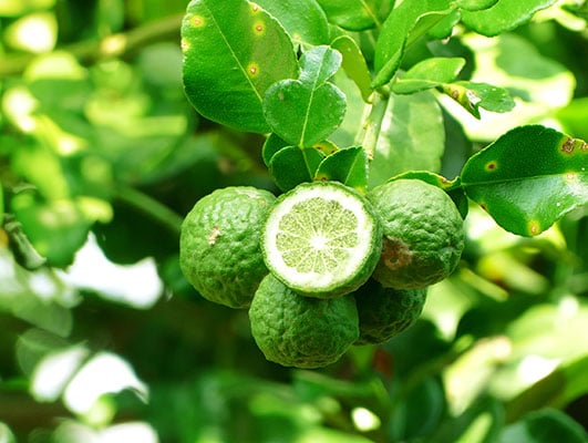 Bergamot-1