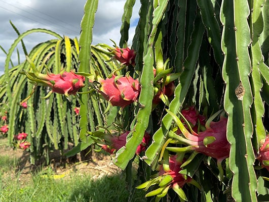 fruitlife-assortiment-dragon-fruit
