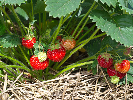 Strawberry-puree-(organic)-fruitlife