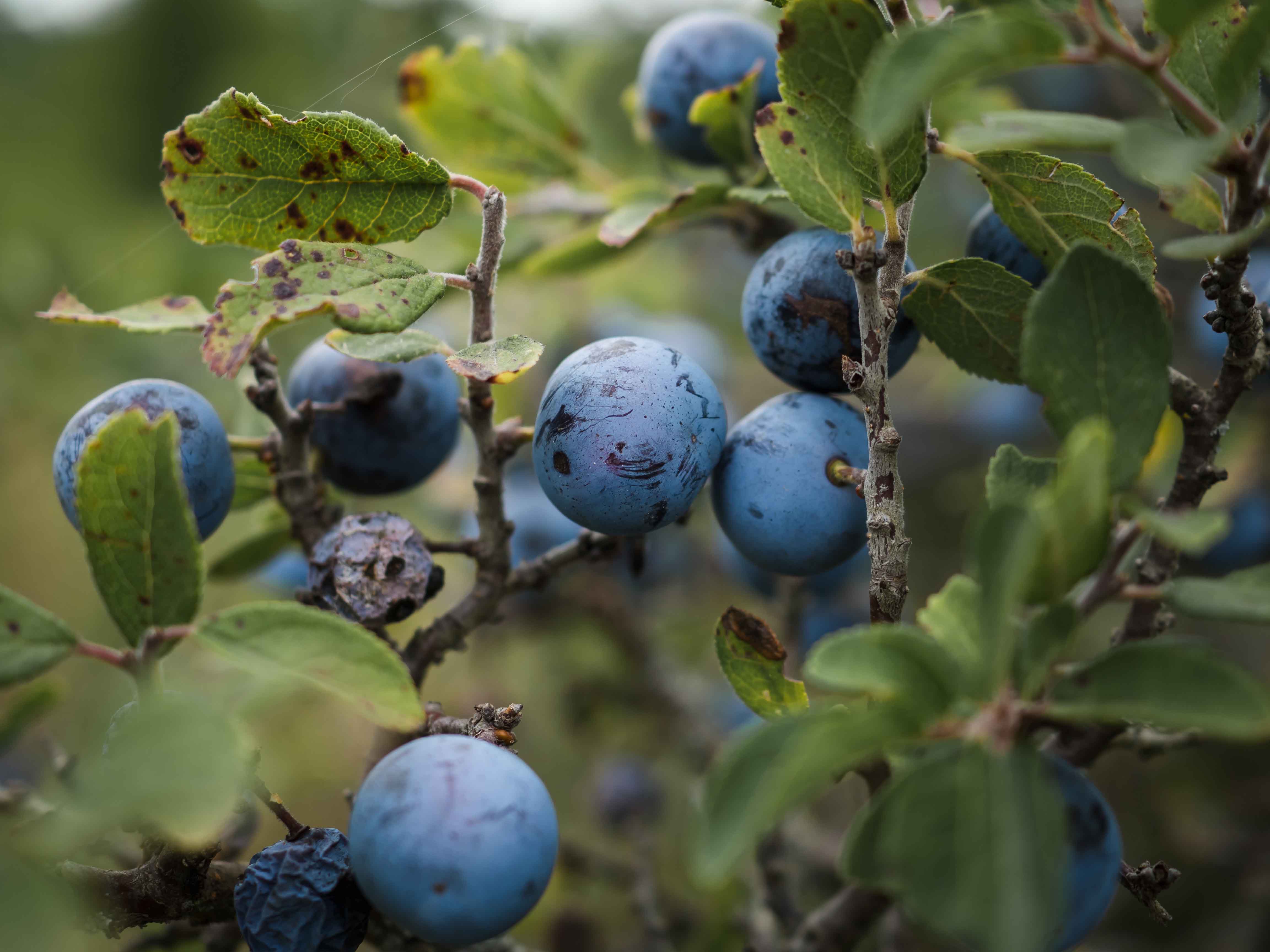 Blauwe bessen