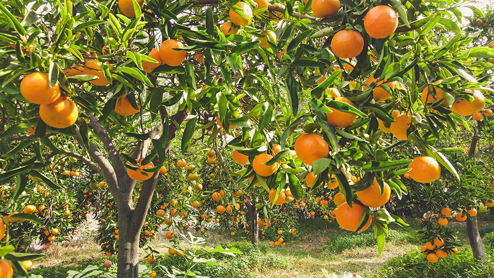 fruitlife-mandarijnen