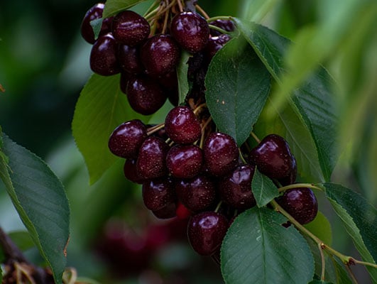 Morellen-puree-fruitlife