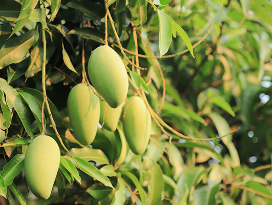 mangopuree(100%)-fruitlife